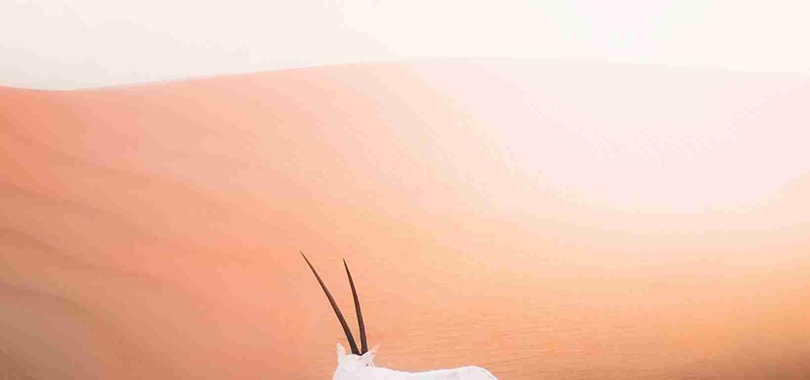 white animal on desert during daytime